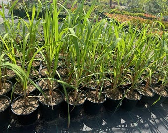 Lemon Grass 1Gal