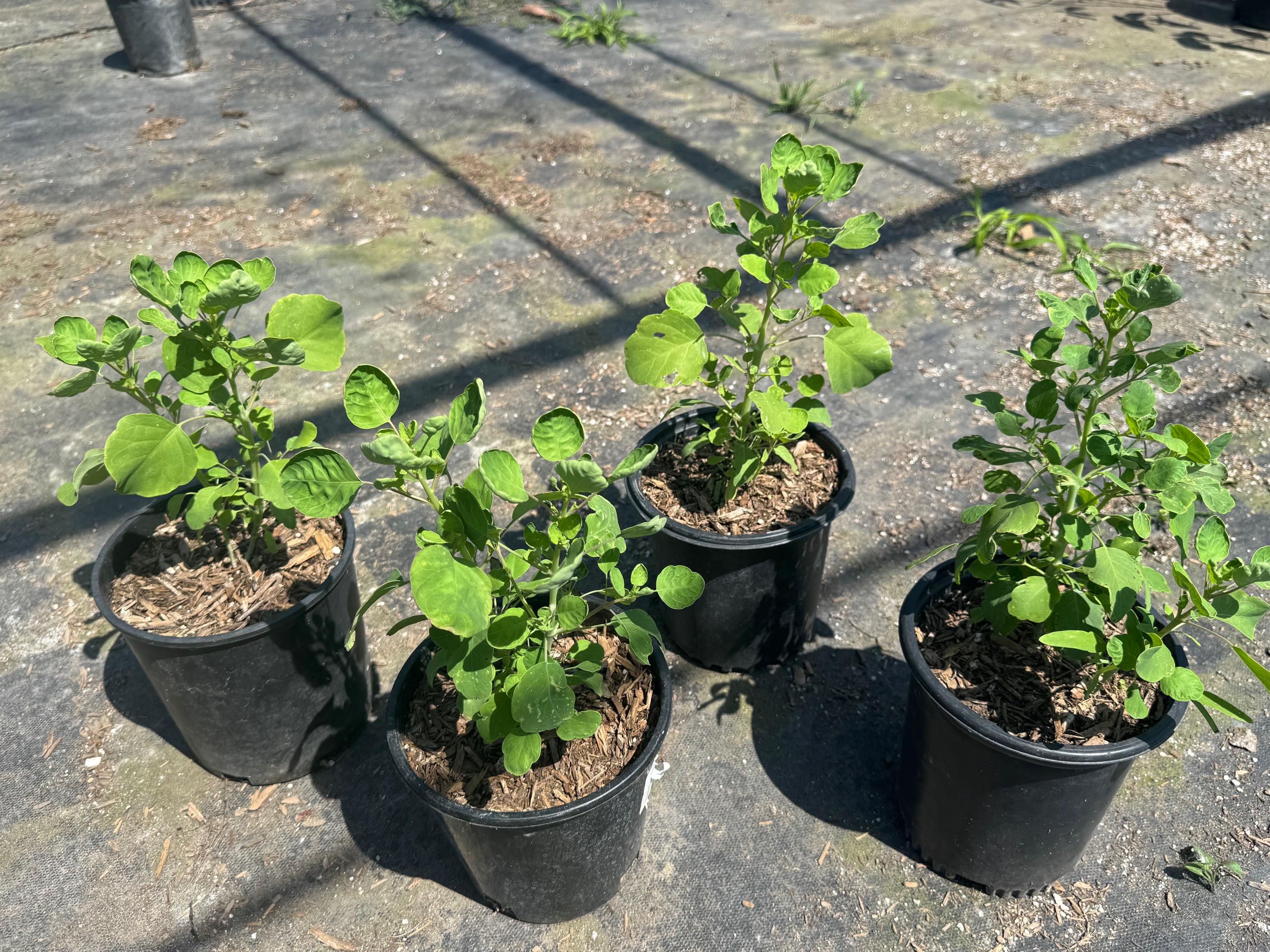 Papalo / Summer Cilantro