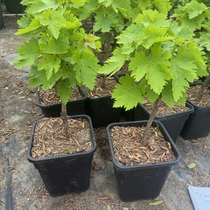 Autumn Royal Seedless Grape