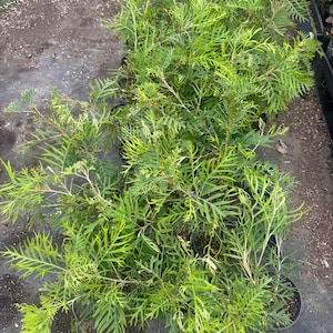 May include: A collection of potted Grevillea plants featuring feathery, deeply lobed foliage in vibrant shades of lime green and yellow-green. The plants are arranged in black plastic nursery containers, showcasing thin, branching stems and needle-like leaves.