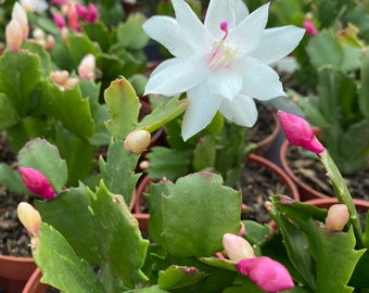 Christmas Cactus 4 inch container mixed various colors