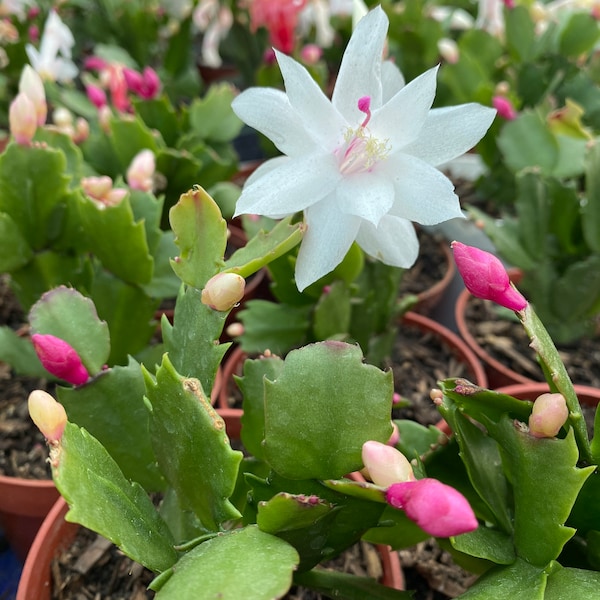 Christmas Cactus 4 inch container mixed various colors