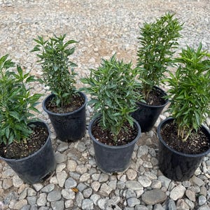 Chiltepin Chili Pepper Plant