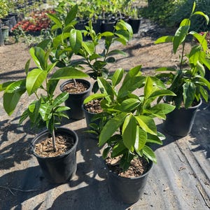 Black Sapote Seedling