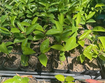 BUNDLE DEAL (3) Soursop 2.5&quot; pot Guanabana Plant Seedling