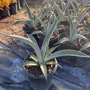 May include: A row of potted agave plants with long, spiky, blue-green leaves. The plants are in black pots with brown mulch.