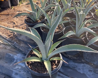 Agave Utahensis Var Kaibabensis 20 Seeds - Etsy