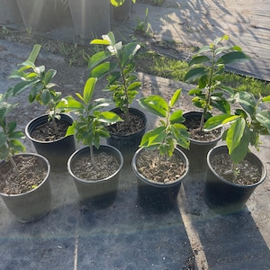 1Gal Soursop / Guanabana Plant Seedling