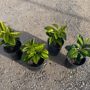 Black Sapote Seedling