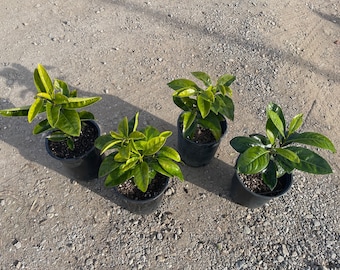 Black Sapote Seedling
