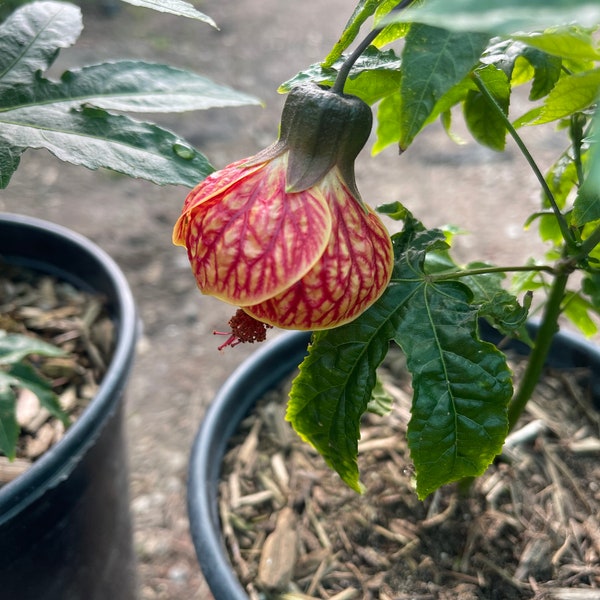 Chinese Lantern Tiger Eye Abutilon