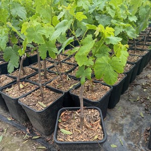 Thompson Seedless Grape