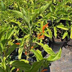 Muicle / Mexican Honeysuckle