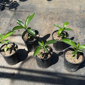 Nance Fruit Tree 1Gal