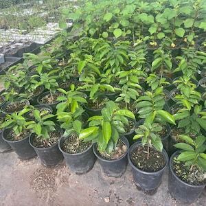 1Gal Soursop / Guanabana Plant Seedling