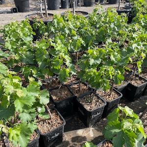 May include: A collection of young grape vines in black square pots. The vines have vibrant green leaves and are arranged in rows. The pots are filled with soil and mulch. The image is taken outdoors in daylight.