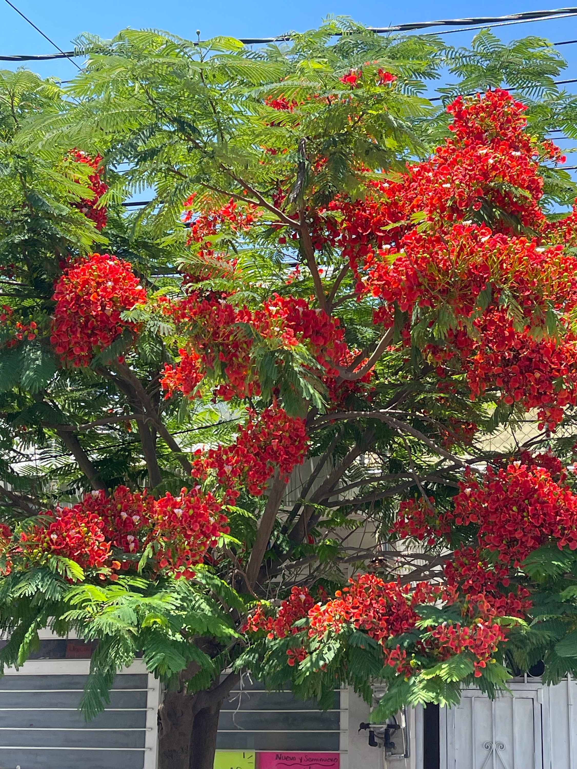 Royal Poinciana Tree