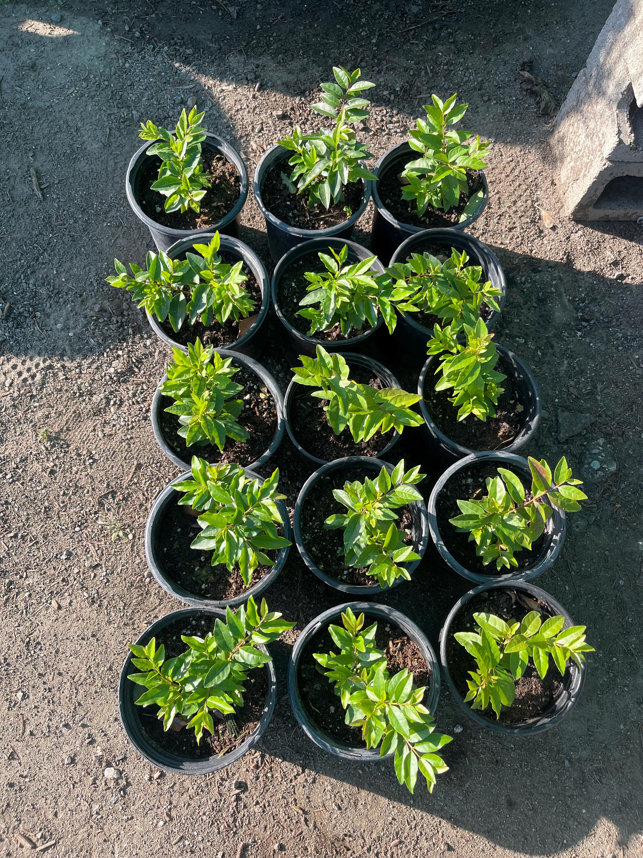 1gal Guayabillo / Arrayan Fruit Plant - Etsy