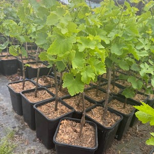 Melissa (Princess) Seedless Grape
