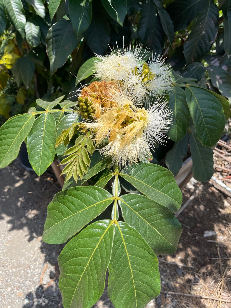 Ice Cream Bean Tree 1gal Etsy
