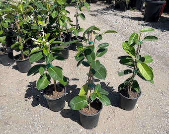 Stephanotis Floribunda 'variegata', Madagascar Jasmine, 10 Pot. Trellis.  Full Trellis - Etsy