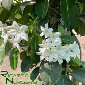 Madagascar Jasmine  (Stephanotis floribunda)