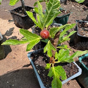 May include: A young fig tree planted in a square plastic pot, featuring a woody brown stem and several bright green, lobed leaves. A single, round, reddish-purple fig fruit is visible growing from the center of the plant among the foliage.