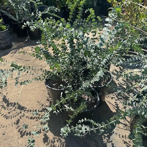 5Gal Eucalyptus Baby Blue