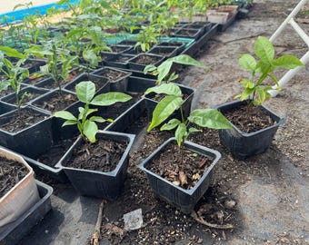 Op de afbeelding: Een verzameling jonge planten in zwarte vierkante potten. De planten hebben groene bladeren en staan in donkere aarde. De potten zijn in rijen gerangschikt, wat wijst op een kwekerij of tuin. De achtergrond is een mix van aarde en een witte ladder.