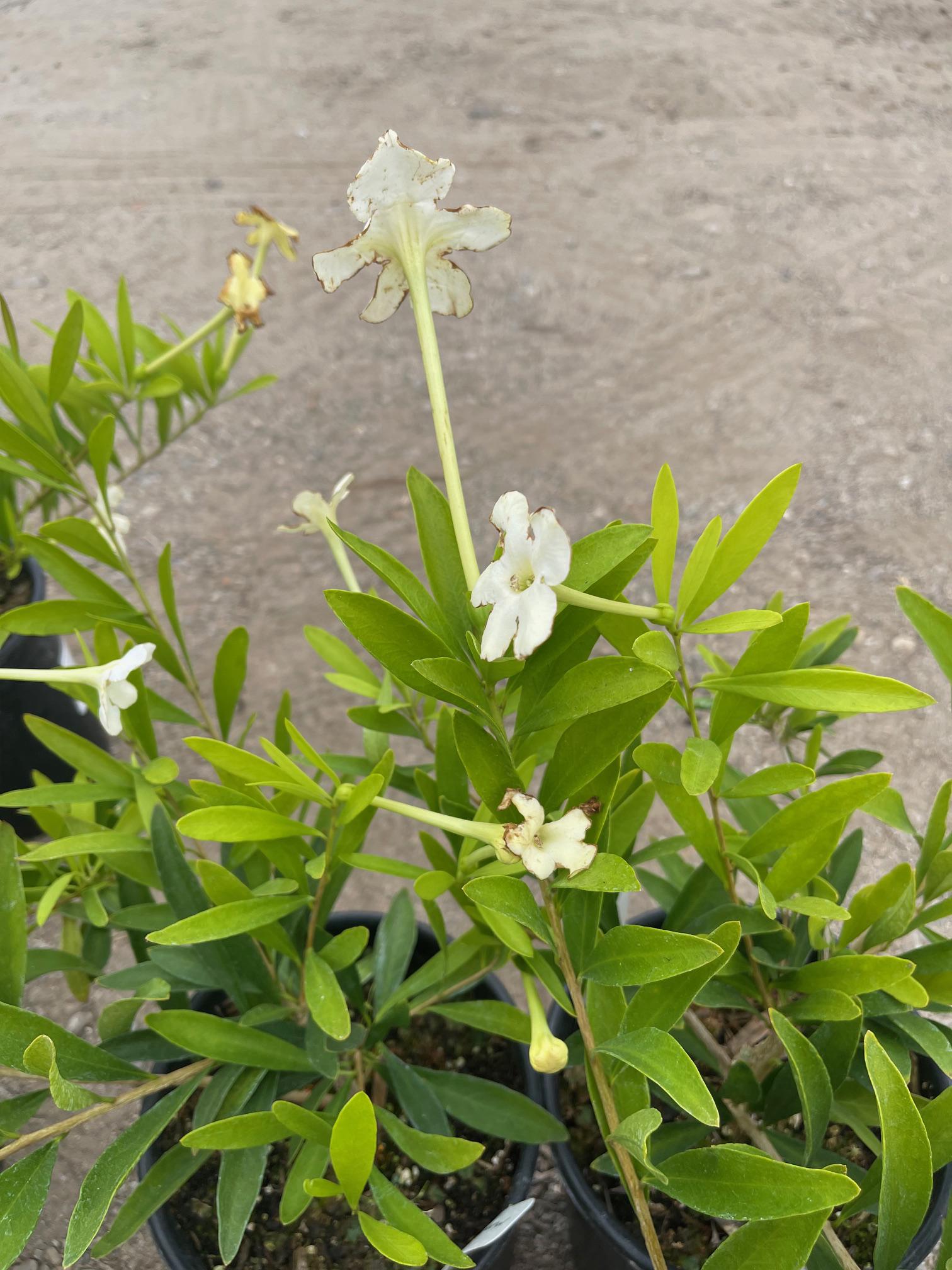 Fragrant* Brunfelsia Densifolia - Etsy