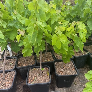 Flame Seedless Grape