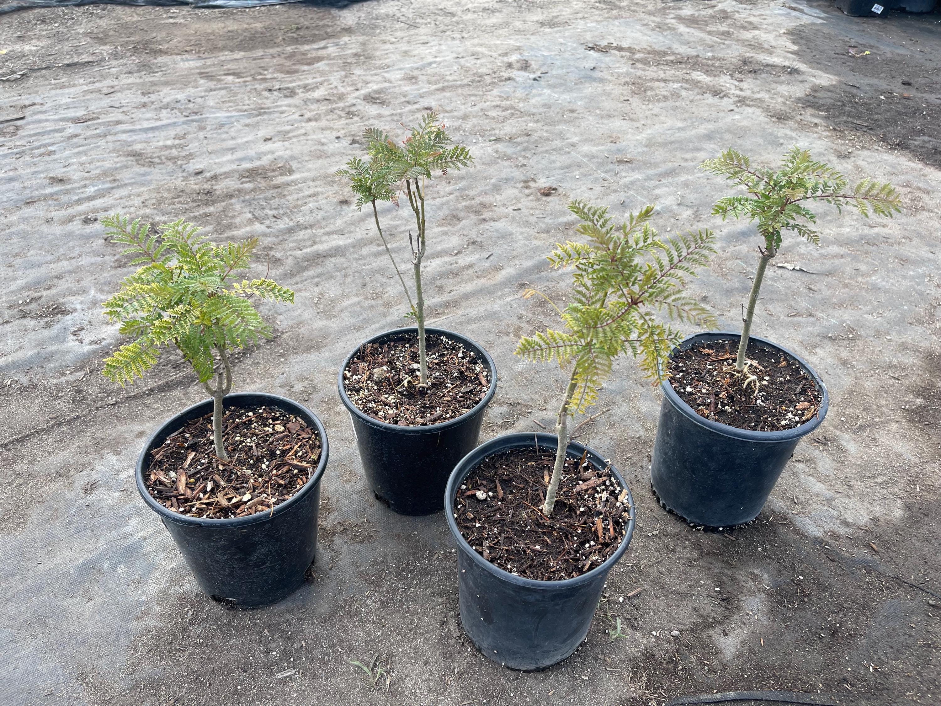 Jacaranda mimosifolia Tree
