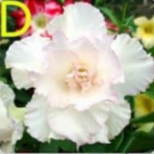 Può includere: Un fiore di rosa del deserto bianco con accenti rosa e viola. Il fiore ha un aspetto arricciato ed è in piena fioritura.