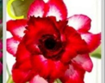 5 Wüstenrose rote und weiße Rose Blumensamen Adenium Obesum Riesenbonsai Japanische Hybride Hausblume Pflanze Blumensamen (Code-C )