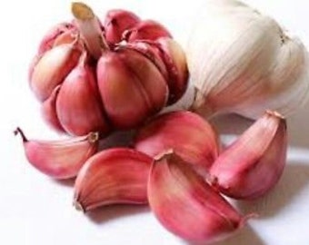 45 Knoblauchzehen Samen, Solent Wight Knoblauchzehen / Samen oder 4 Zwiebeln