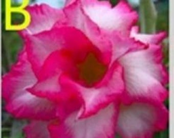 5 Desert Pink Rose Flower Seeds Adenium Obesum Giant  bonsai  Japanese Hybrid House Flower Plant Flower seeds (Code- B )