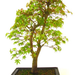 以下が含まれることがあります： 黒い長方形の鉢に入った緑色の日本のモミジの盆栽。木は太い幹と、小さな緑の葉のついた多くの枝を持っている。