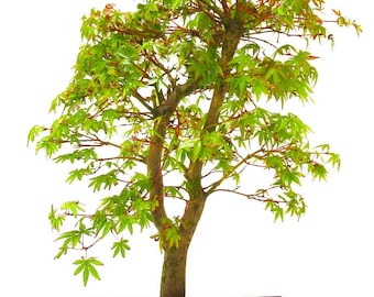 20 Seeds Japanese Green Maple Tree Bonsai Rare plant for home garden