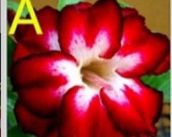 5 Desert Red and White Rose Flower seeds Adenium Obesum Giant  bonsai  Japanese Hybrid House Flower Plant Flower seeds (Code- A )