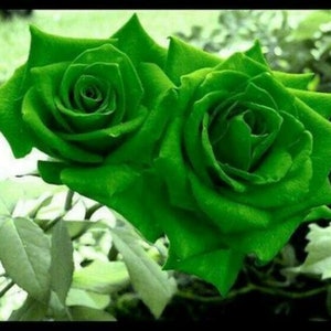 10 pcs Green Rose Flower seeds Rare Amazingly Beautiful Seeds