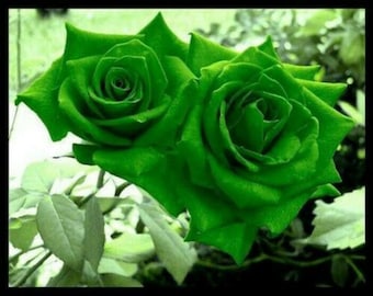 10 pcs Green Rose Flower seeds Rare Amazingly Beautiful Seeds