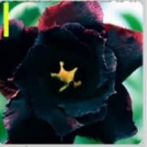 Può includere: Primo piano di un fiore di colore viola scuro con un centro giallo. Il fiore ha una texture vellutata ed è in piena fioritura.