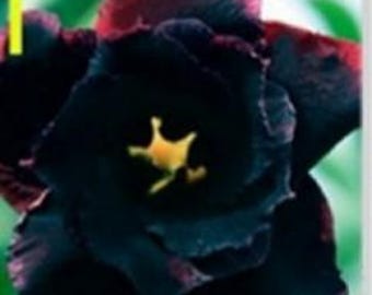 5 Semillas de Rosa Negra del Desierto (Adenium Obesum), Bonsái Gigante, Híbrido Japonés, Planta de Interior, Semillas de Flores (Código I)