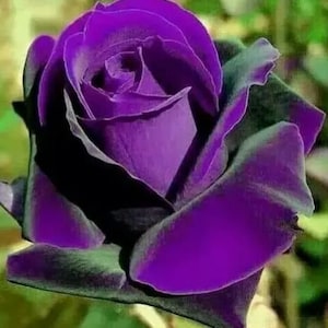 10 piezas de semillas de rosa de flor morada, raras y sorprendentemente hermosas.