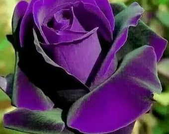 10 Pcs Purple Flower Rose seeds Rare Amazingly Beautiful Purple Rose Flower Seed