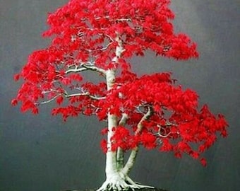 30 Seeds Japanese Red Maple Tree Bonsai Rare plant for home garden