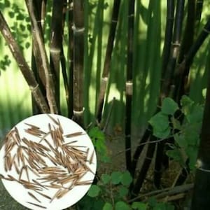 Könnte beinhalten: Nahaufnahme von schwarzen Bambusstäben mit einem Haufen brauner Samen im Vordergrund.