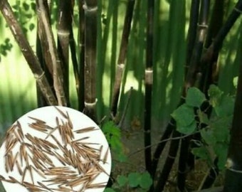 50 Seeds Phyllostachys nigra Black Bamboo Fresh Garden plant seeds