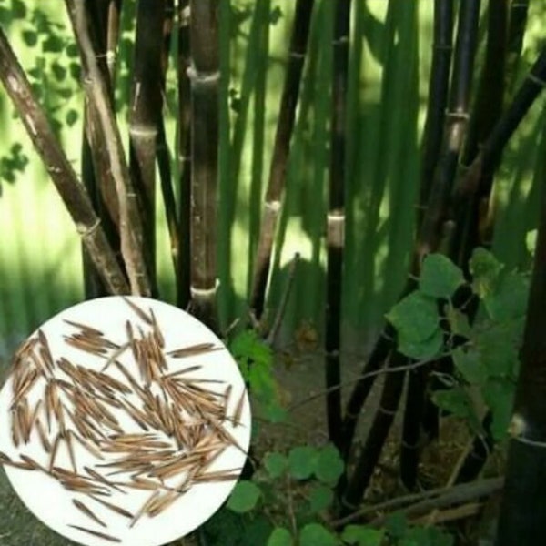 50 Seeds Phyllostachys nigra Black Bamboo Fresh Garden plant seeds