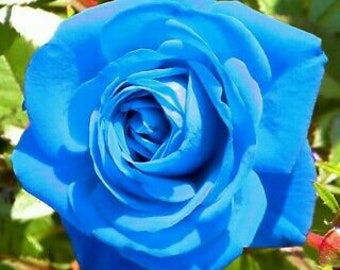 10 Pcs Blue Flower Rose seeds Rare Amazingly Beautiful and please have a look on etsy my Purple Rose Flower and  another rose Seeds
